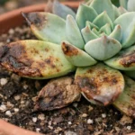treating indoor succulent leaves turning with visible browning or spots on leaves