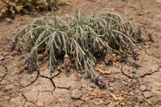 what to do if lavender showing stress from sun and dry soil