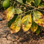 what to do if lemon with visible browning or spots on leaves