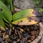 what to do if my with visible browning or spots on leaves
