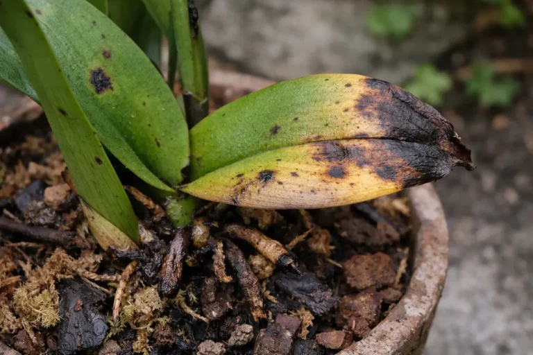 what to do if my with visible browning or spots on leaves