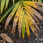 what to do if palm with visible browning or spots on leaves