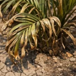 what to do if palm showing stress from sun and dry soil