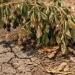 what to do when berry showing stress from sun and dry soil