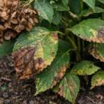 what to do when hydrangea with visible browning or spots on leaves