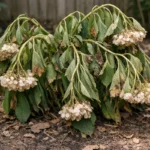 what to do when hydrangeas droop wilting visibly in real garden soil
