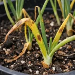 what to do when onion with visible browning or spots on leaves