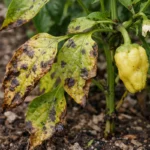 what to do when peppers with visible browning or spots on leaves