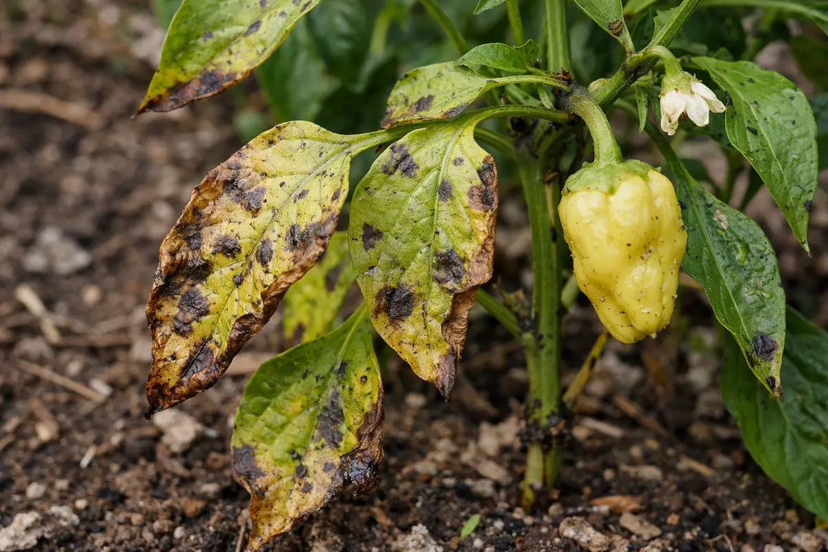 what to do when peppers with visible browning or spots on leaves