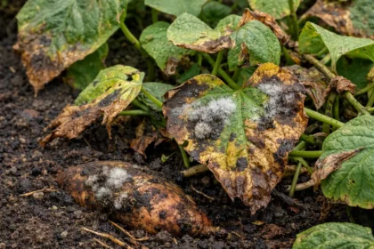 what to do when sweet with visible browning or spots on leaves