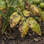what to do when tomato with visible browning or spots on leaves