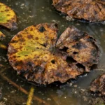 what to do when your with visible browning or spots on leaves