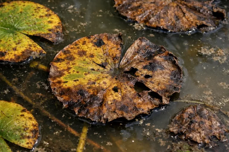 what to do when your with visible browning or spots on leaves