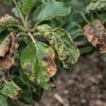 why are my apple tree with visible browning or spots on leaves
