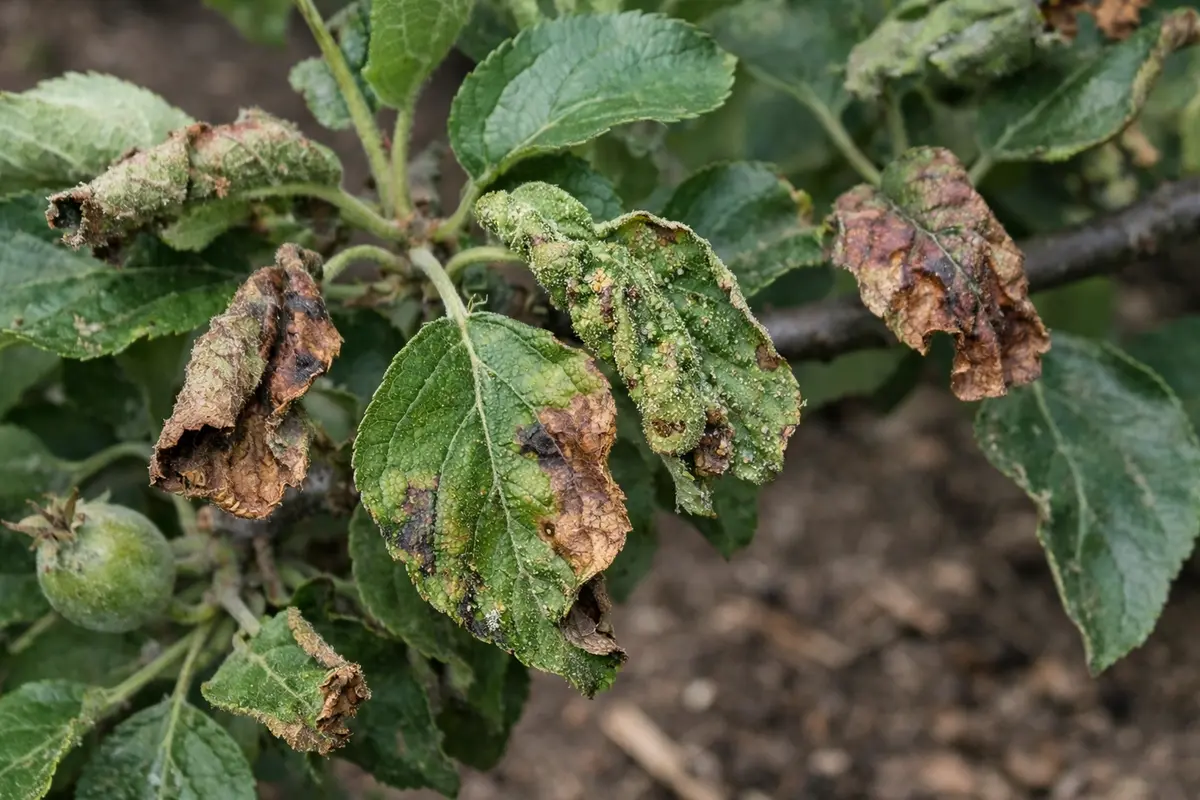 why are my apple tree with visible browning or spots on leaves