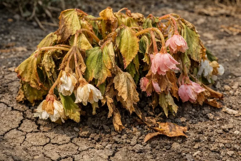 why are my begonias drooping showing stress from sun and dry soil