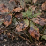 why are my blueberry plants with visible browning or spots on leaves