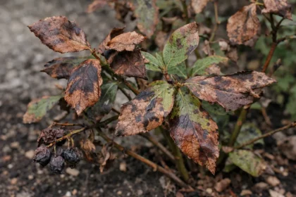 why are my blueberry plants with visible browning or spots on leaves