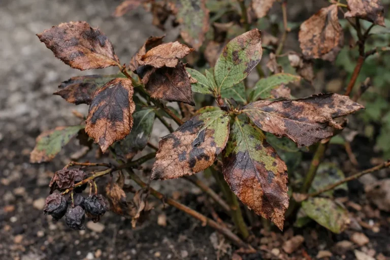 why are my blueberry plants with visible browning or spots on leaves