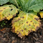 why are my collard green with visible browning or spots on leaves