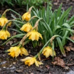 why are my daffodils drooping after wilting visibly in real garden soil