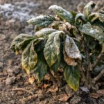 why are my gardenia leaves showing stress from sun and dry soil