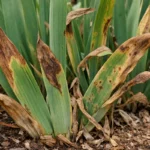 why are my iris leaves with visible browning or spots on leaves