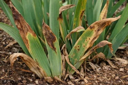 why are my iris leaves with visible browning or spots on leaves