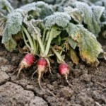 why are my radish roots showing stress from sun and dry soil