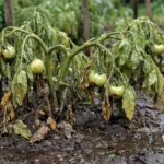 why are my tomato plants wilting wilting visibly in real garden soil