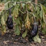 why do my eggplants droop after wilting visibly in real garden soil