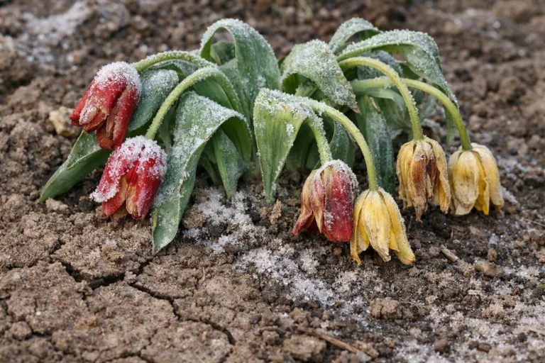 why do my tulips droop showing stress from sun and dry soil