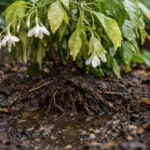 Why does my jasmine droop after overwatering when roots rot (Why does my jasmine droop after overwatering) Featured image for