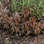 why is my rosemary bush with visible browning or spots on leaves