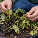 fixing drooping sweet potatoes in containers with damaged foliage in outdoor soil