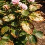 fixing leaf spots on my with scorched leaf edges in harsh sun