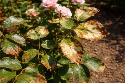fixing leaf spots on my with scorched leaf edges in harsh sun