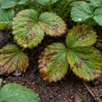 fixing leaf spots on strawberries with visible browning or spots on leaves