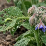 how to control pests on borage with pest damage visible on leaves