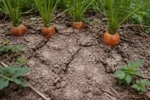 how to fix compacted soil around with compacted soil around the roots