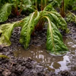 how to fix drooping chard leaves with wet soil around the base