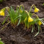 how to fix drooping daffodils after with weak seedlings in garden soil