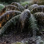 how to fix drooping ferns after with cold-damaged leaves in the garden