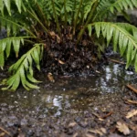 how to fix drooping ferns after with wet soil around the base