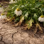 how to fix drooping flower with cracked dry soil around the plant