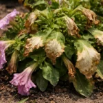 how to fix drooping petunias with scorched leaf edges in harsh sun