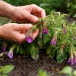 how to fix drooping petunias after with damaged foliage in outdoor soil