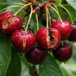 how to fix fruit cracking with damaged fruit visible on the plant