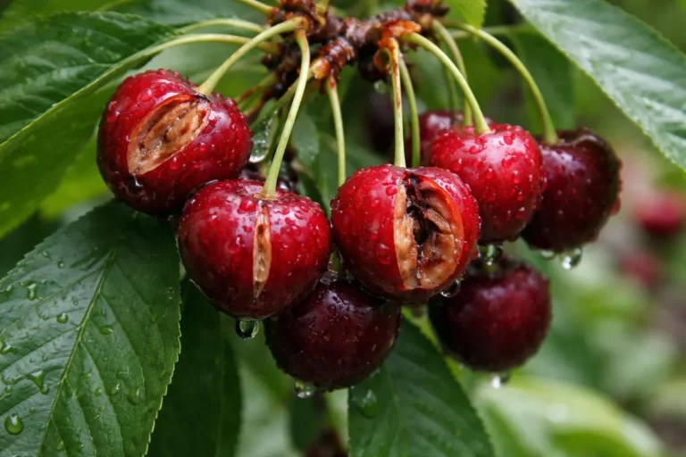 how to fix fruit cracking with damaged fruit visible on the plant