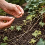 how to fix leggy growth in with damaged foliage in outdoor soil